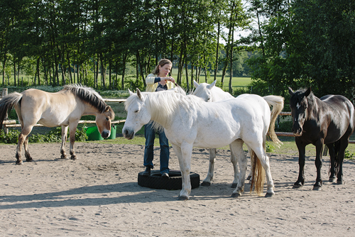 Pferd kennenlernen